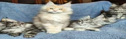 Maine Coon cats for sale: Beautiful Maine Coon Kitten in Swansea - Advert 1