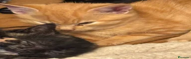 Mixed ginger boy Breed 2
