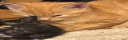 Mixed Breed cats for sale: Fluffy kittens!!!  - Advert 20