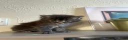 Maine Coon cats for sale: Pedigree xl mainecoon kittens  - Advert 6
