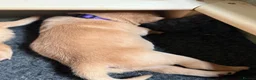Labrador Retriever dogs for sale: KC Fox Red & Yellow Labrador Puppies - Advert 7