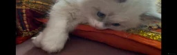 Ragdoll cats for sale: Child Friendly Ragdoll and Ragdoll Cross Kittens  - Advert 19