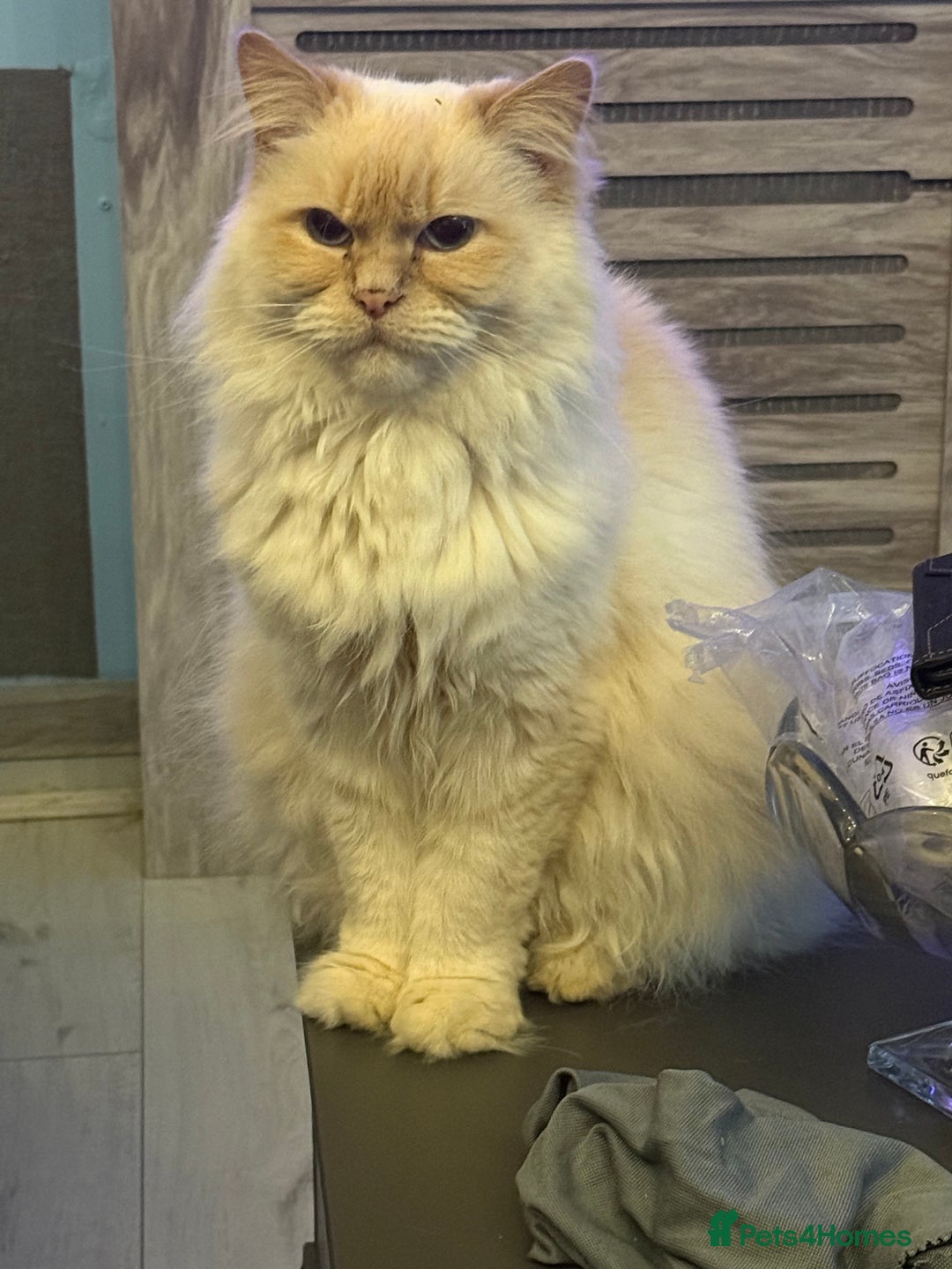 Ragdoll cats for sale: female ragdoll adult - Image 4