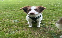 Border Collie dogs for sale: KC Reg Red Border Collie - Image 3