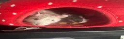 Rat rodents for sale: 2 male rats for sale  in Hartlepool - Advert 6