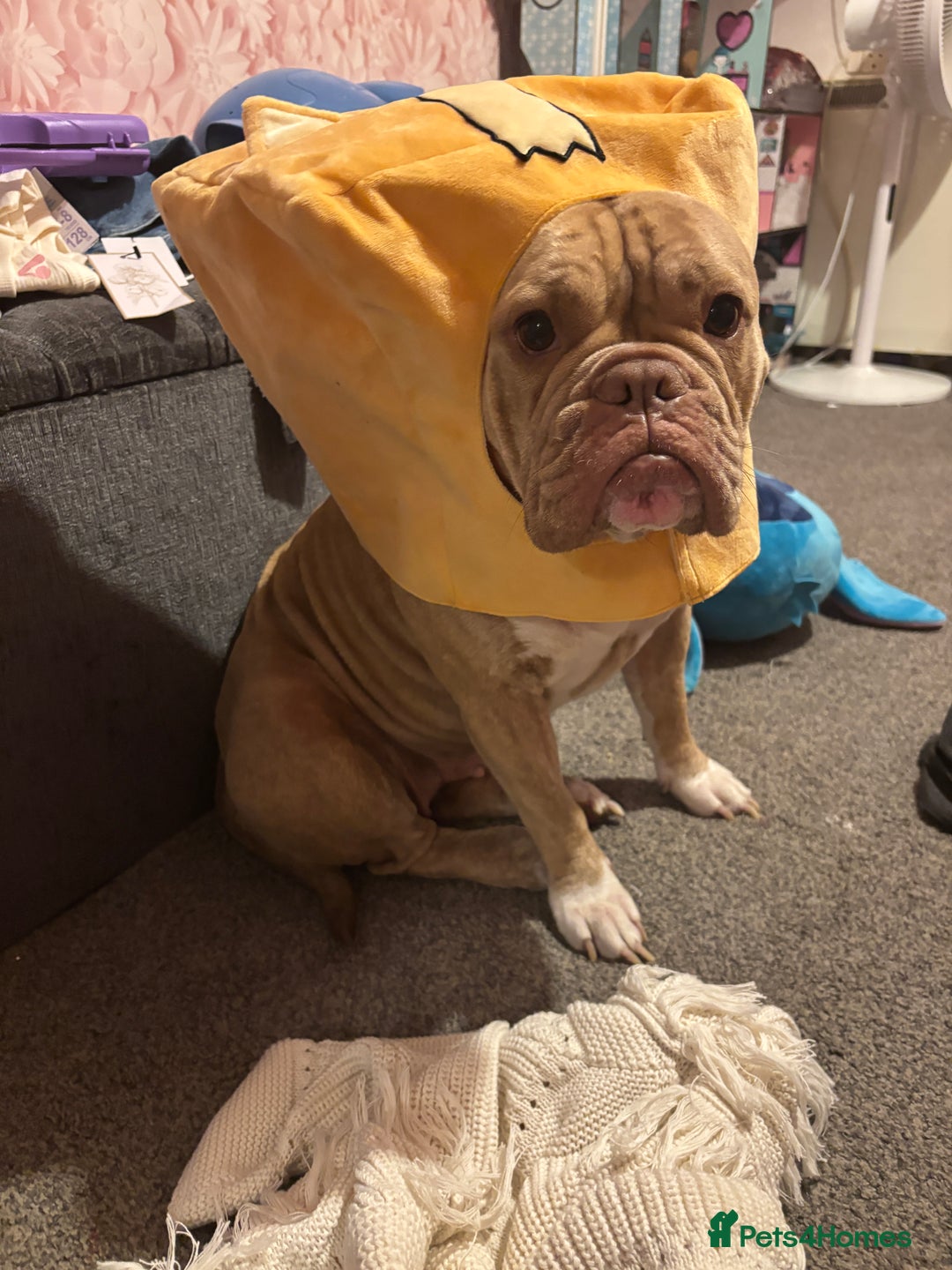 Mixed Breed dogs for sale: English bulldog / staff  - Advert 2