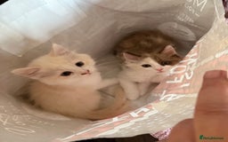 Ragdoll cats for sale: Adorable Ragdoll Kittens Ready Now - Image 3