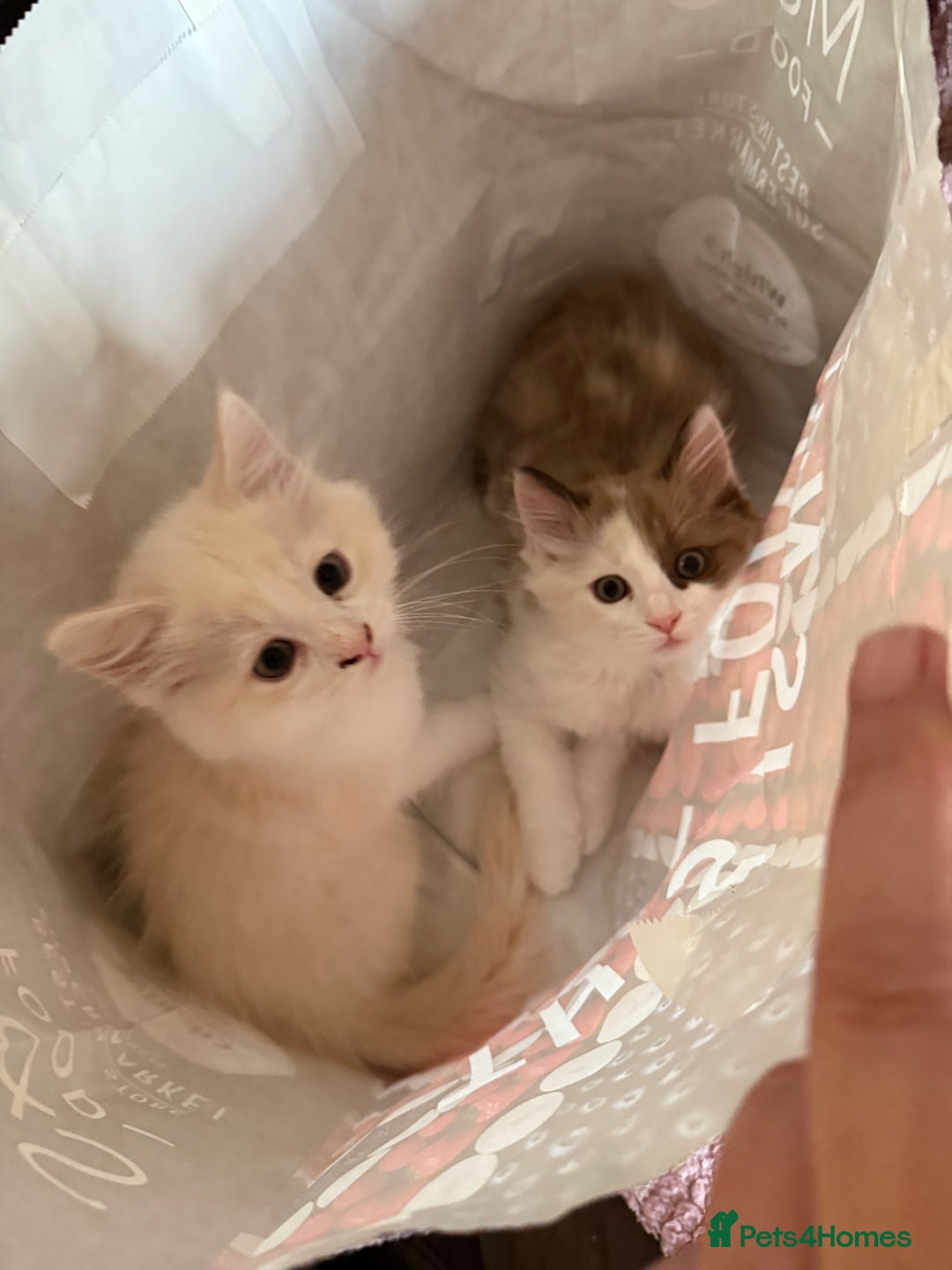 Ragdoll cats for sale: Adorable Ragdoll Kittens Ready Now - Image 3