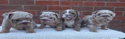 English Bulldog dogs for sale: Mr Muscles litter KC Quality English bulldogs - Advert 8