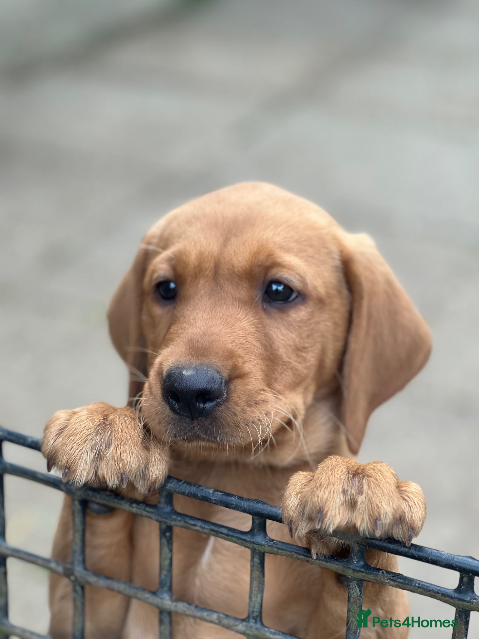 Labrador Retriever Puppy 2