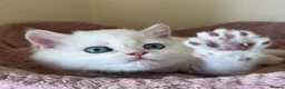 British Shorthair cats for sale: Quality Golden Kittens - Advert 9