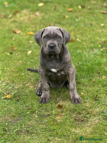 Cane Corso dogs for sale - Advert 1