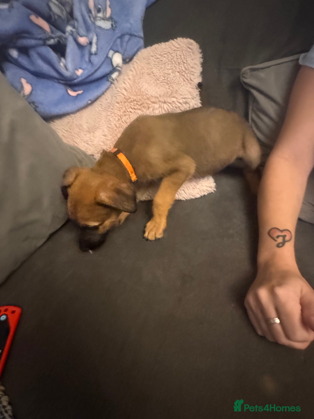 Mixed Breed dogs for sale: German Sheperd cross Lurcher Puppies - Image 10