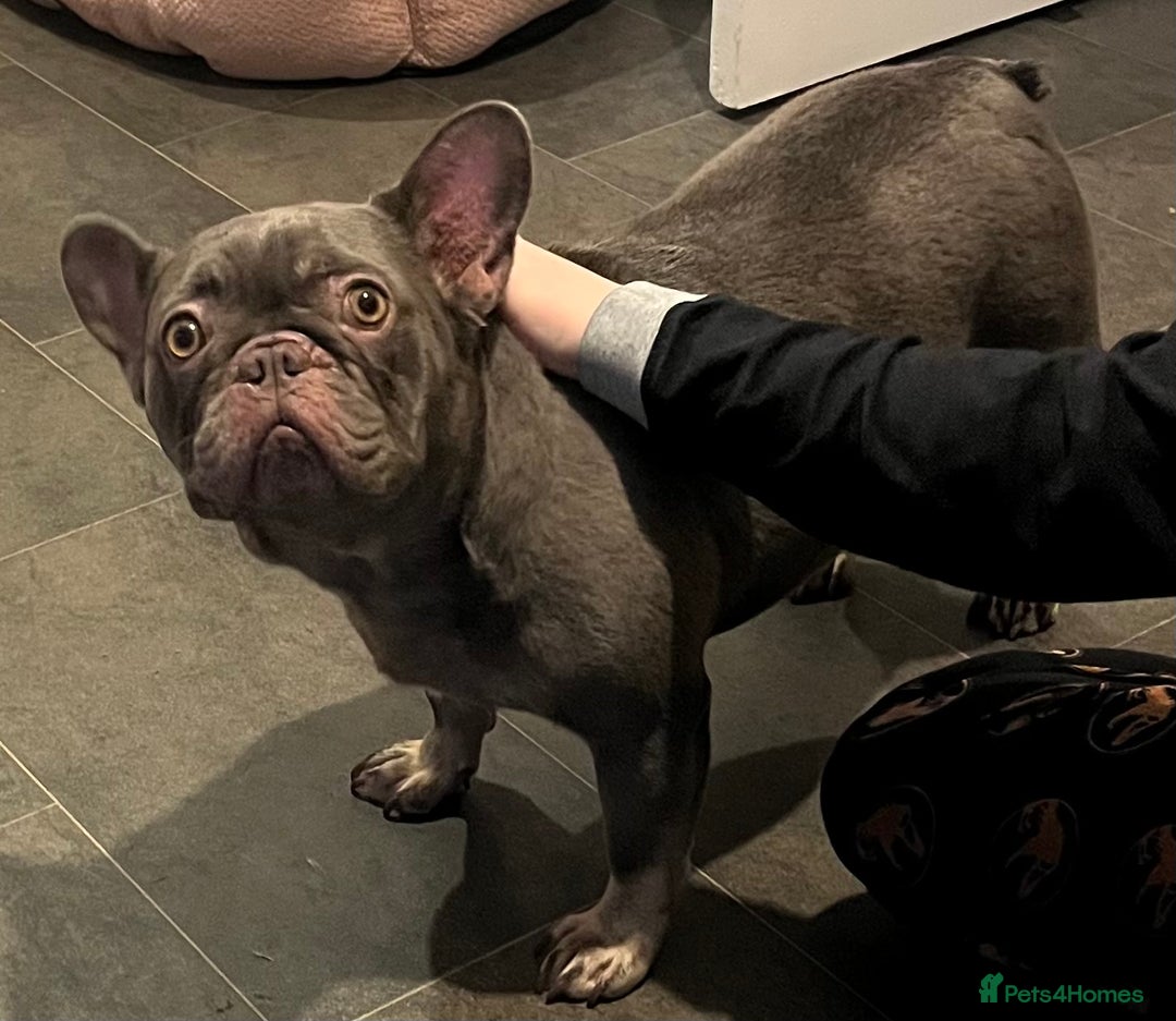 French Bulldog dogs for sale: Beautiful female frenchie  - Advert 8