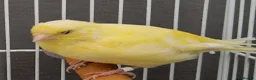Canaries birds for sale: Beautiful 2026 canaries mostly yellow - Advert 5