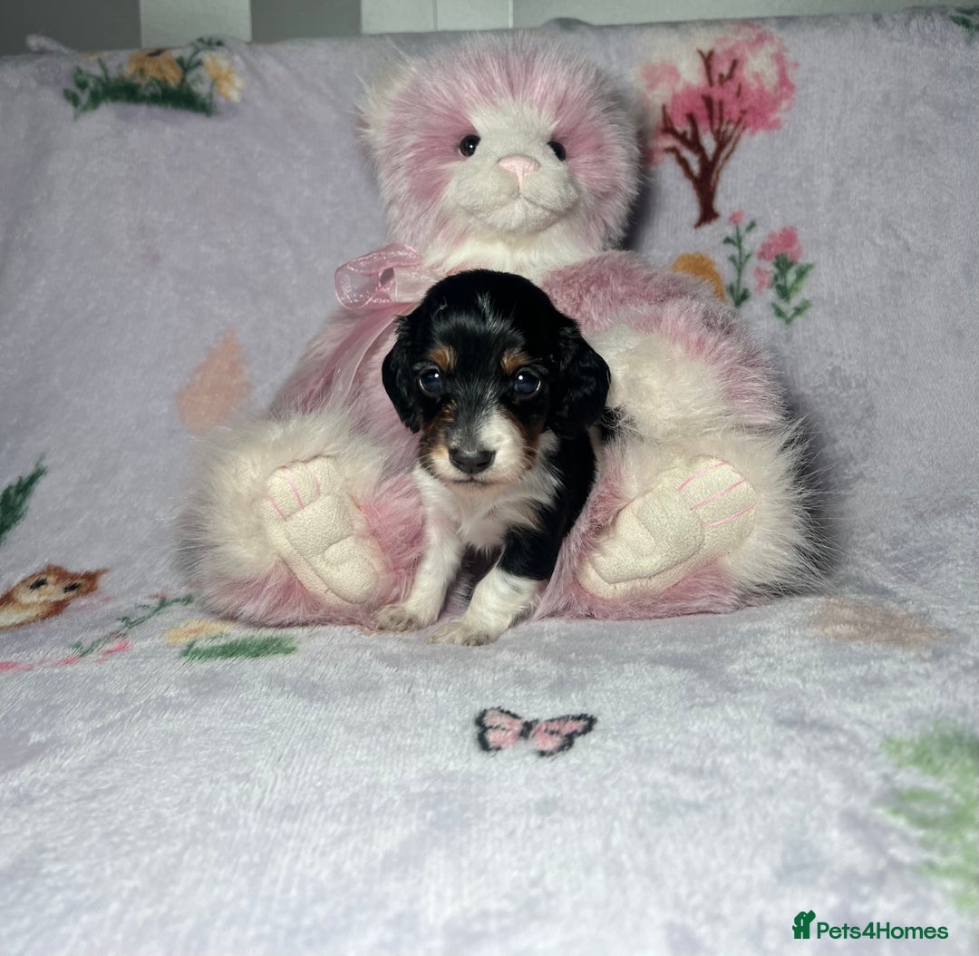 Miniature Dachshund dogs for sale: KC registered longhair Piebald puppies  - Image 6