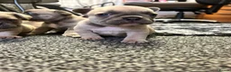 French Bulldog dogs for sale: 3 quality French bulldog girls ready to leave - Advert 12