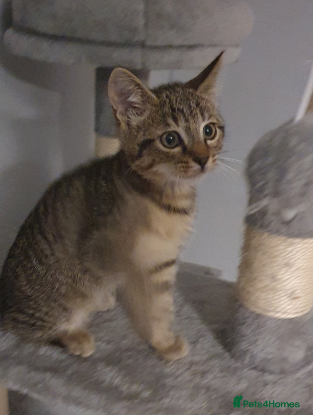 Mixed Breed cats for sale: BENGAL RAGDOLL MAINE COON CROSS KITTENS  - Advert 2