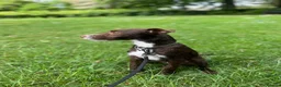 Patterdale Terrier dogs for sale: Male patterdale cross  in Peterborough - Advert 2