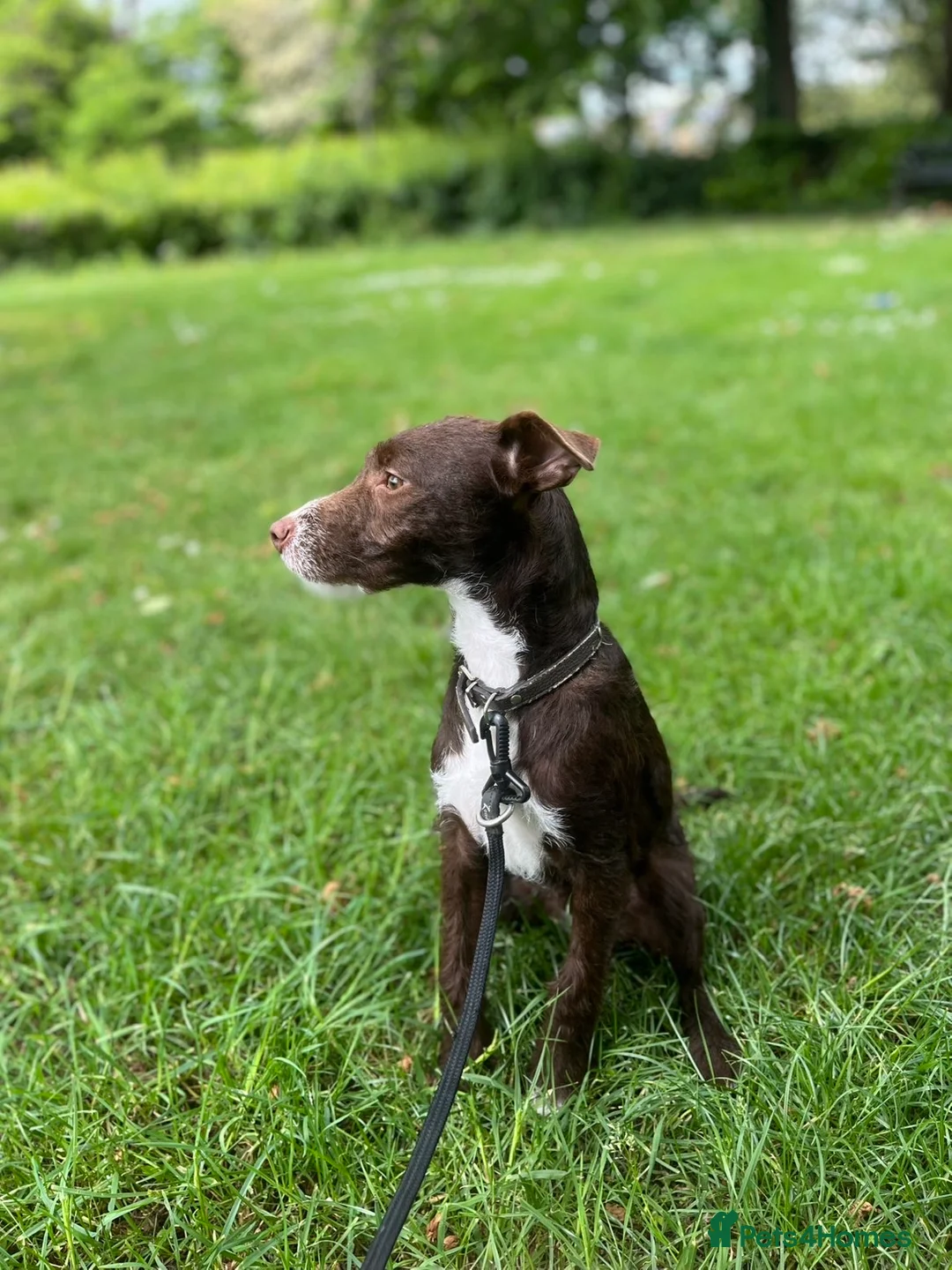 Patterdale Terrier dogs for sale: Male patterdale cross  in Peterborough - Advert 2
