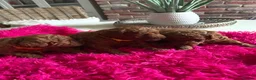 Cavapoochon dogs for sale: DNA Tested Hypoallergenic Cavapoochon F1BB Babies  - Advert 12