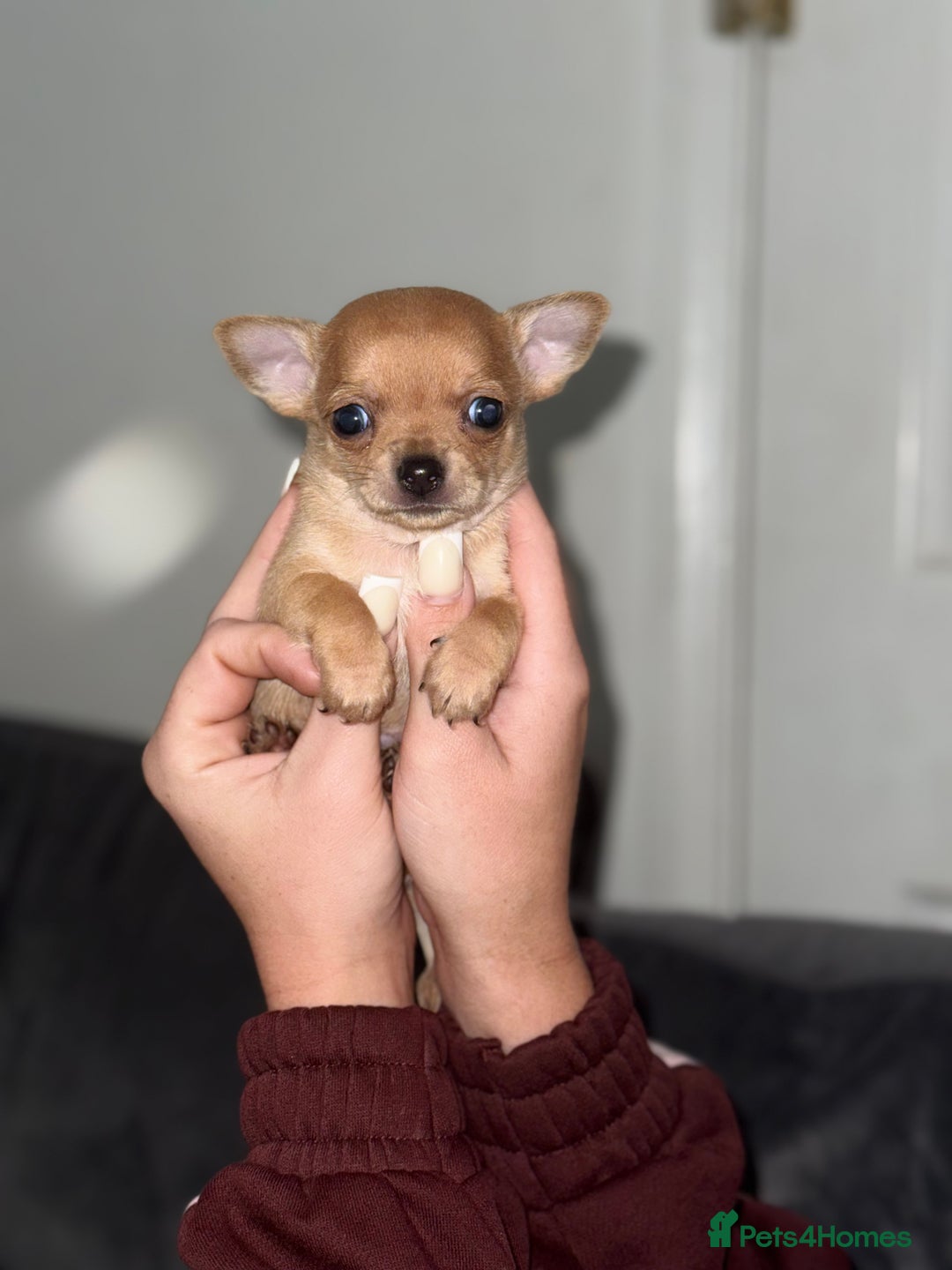 Chihuahua dogs for sale: Chihuahua puppies! - Advert 6