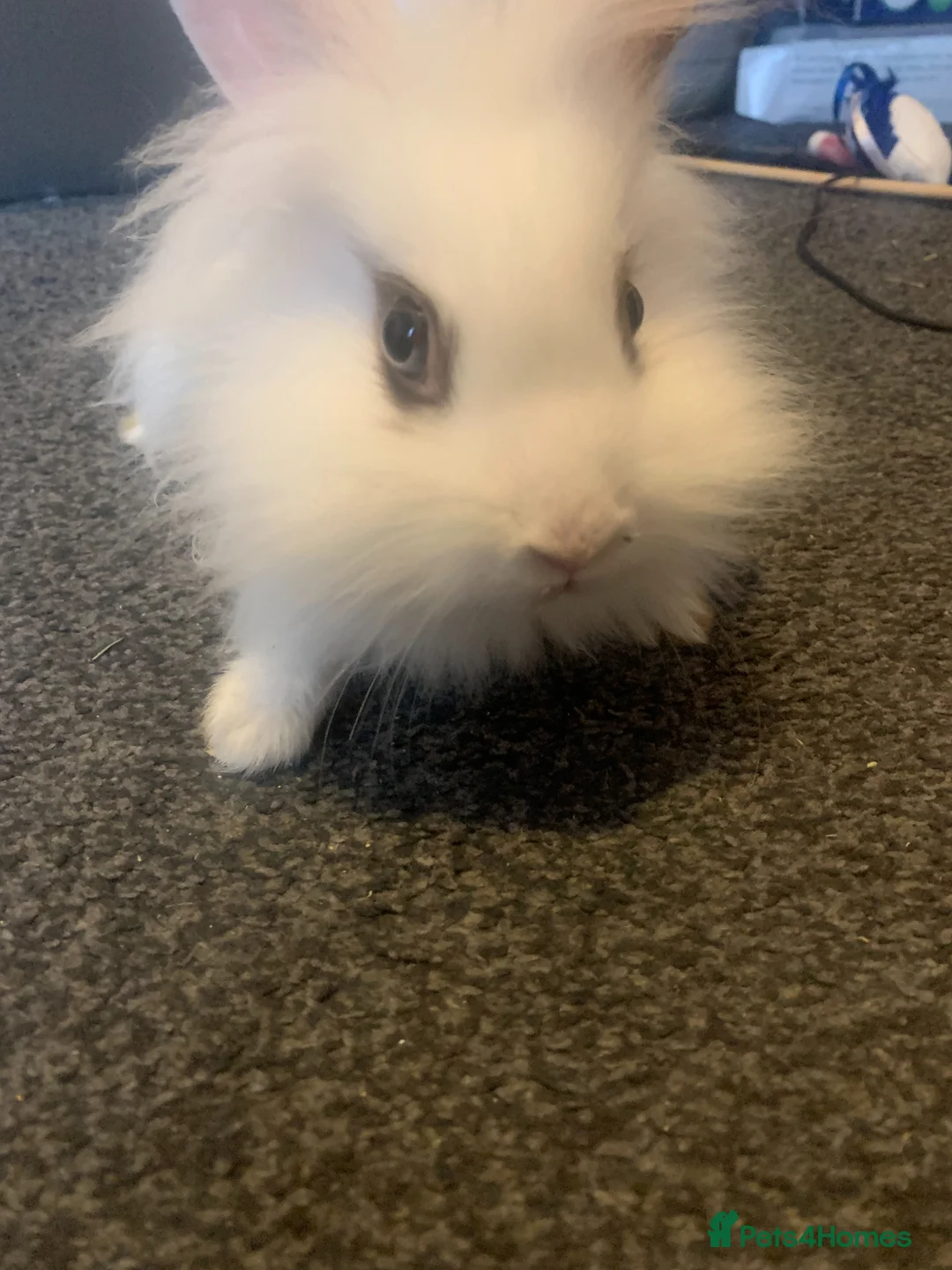 Lionhead rabbits for sale: Thumper - A Young Rabbit Looking for a Loving Home - Advert 2