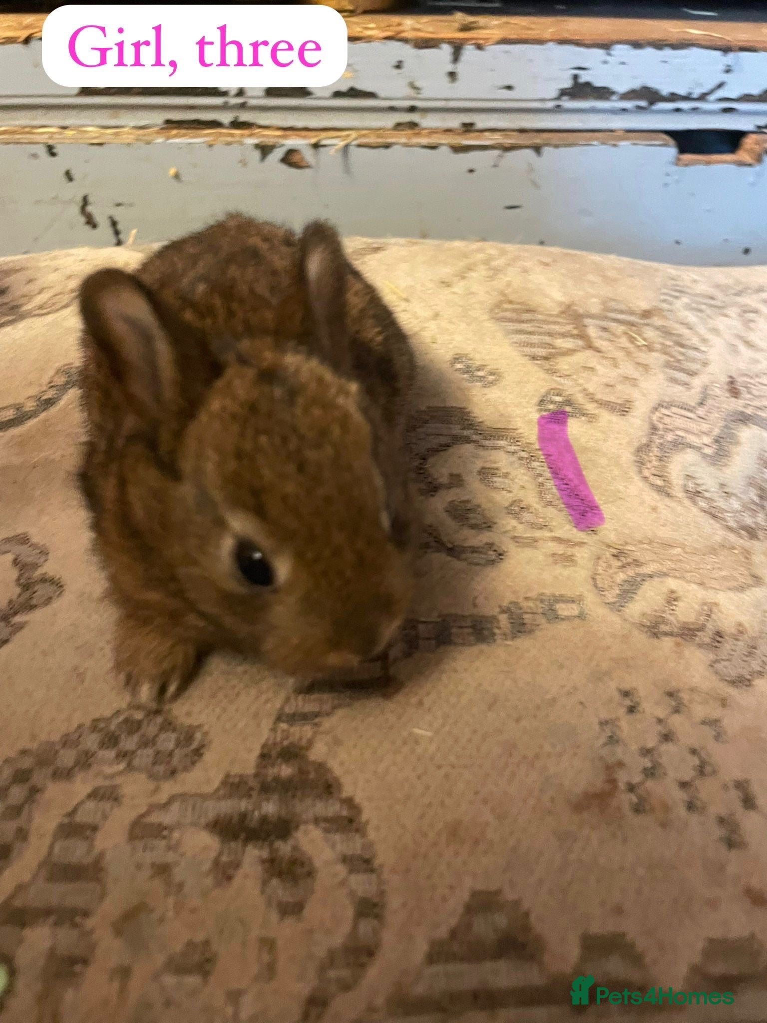 Rex rabbits Mini Rex 2x does 3 x bucks  - Advert 18