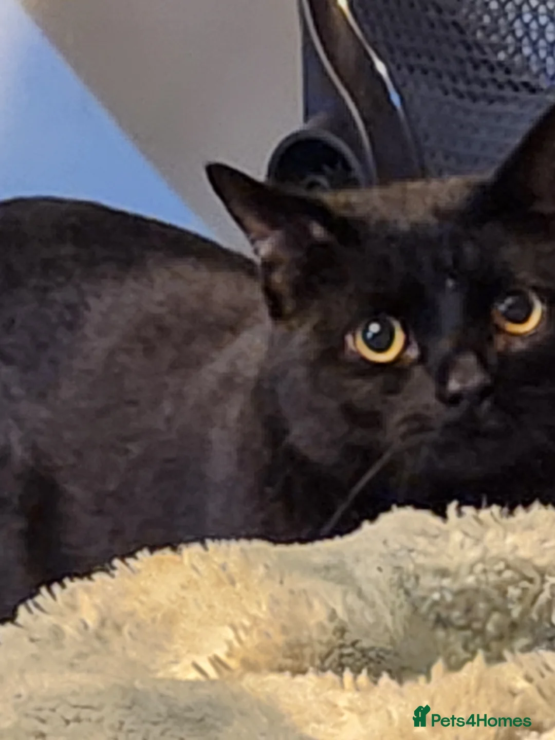 British Shorthair cats for sale: 2 male British short-hair cats  - Advert 7