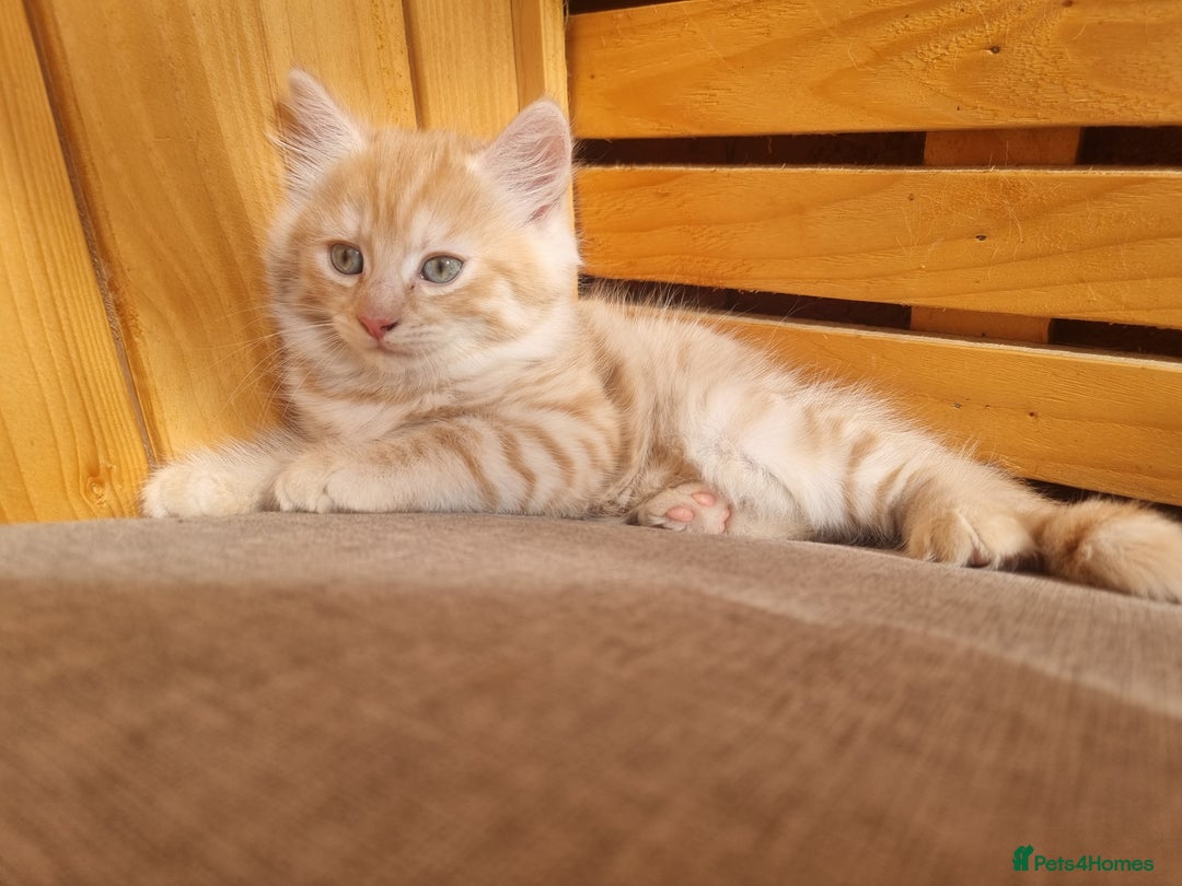 British Shorthair cats for sale: 2 gorgeous male kittens BSH - Image 7