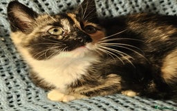 Mixed Breed cats for sale: Kittens for sale - Image 5