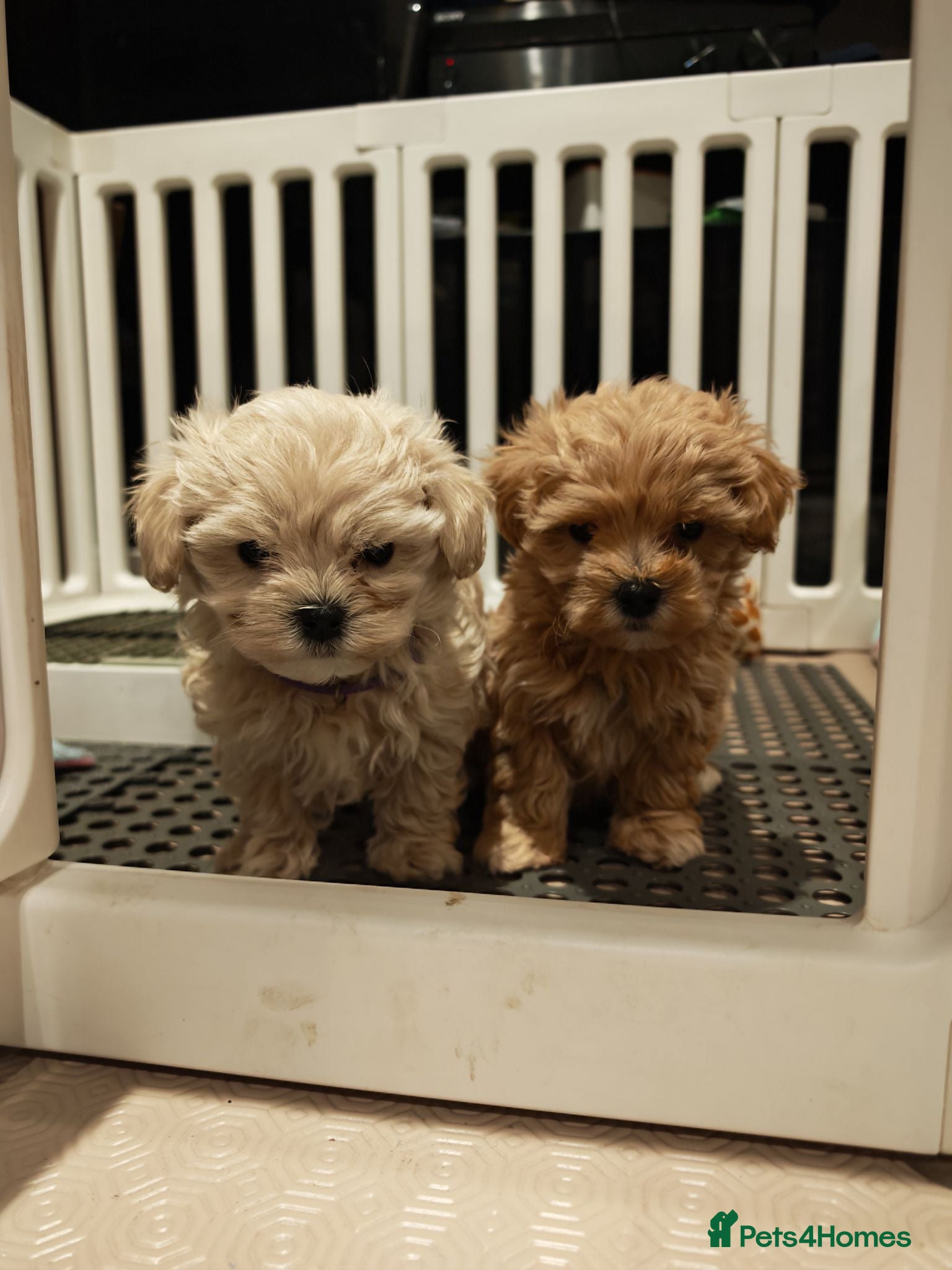 Maltipoo dogs Maltipoo F1 Toy Size, KC Parents, DNA Tested Clear - Advert 1