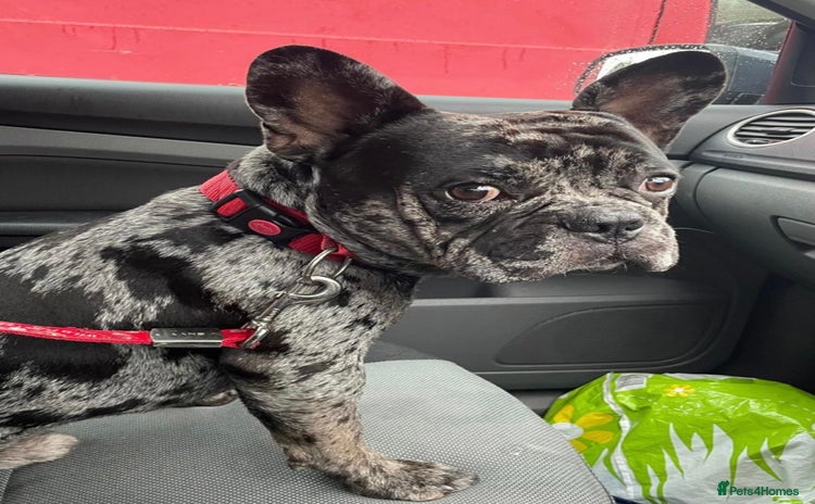 French Bulldog dogs All Freddie wants for  **  is a forever home - Advert 7