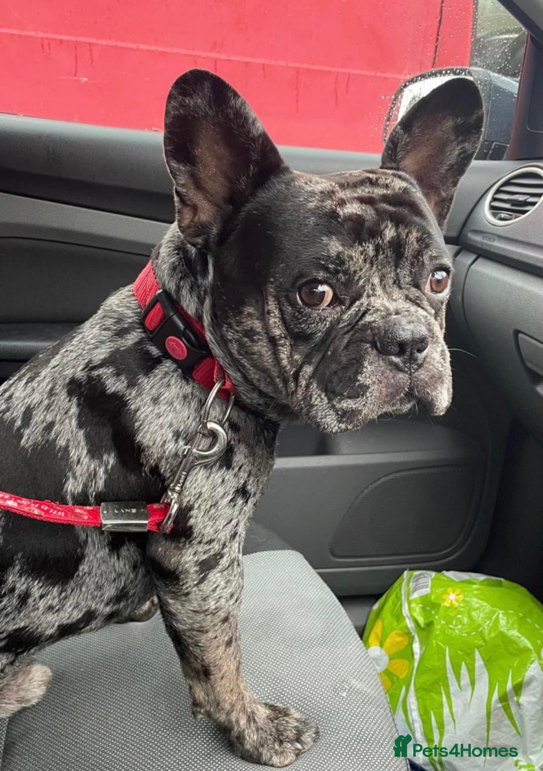 French Bulldog dogs for adoption: All Freddie wants for  **  is a forever home - Advert 1