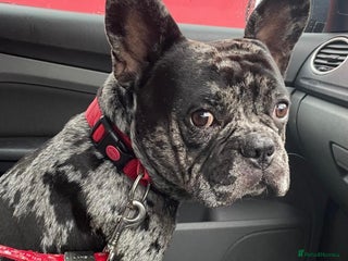 French Bulldog dogs All Freddie wants for ** is a forever home - Advert 5