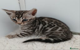 Bengal cats for sale: Stunning Bengal kittens - Image 9