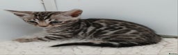 Bengal cats for sale: Stunning Bengal kittens - Advert 9