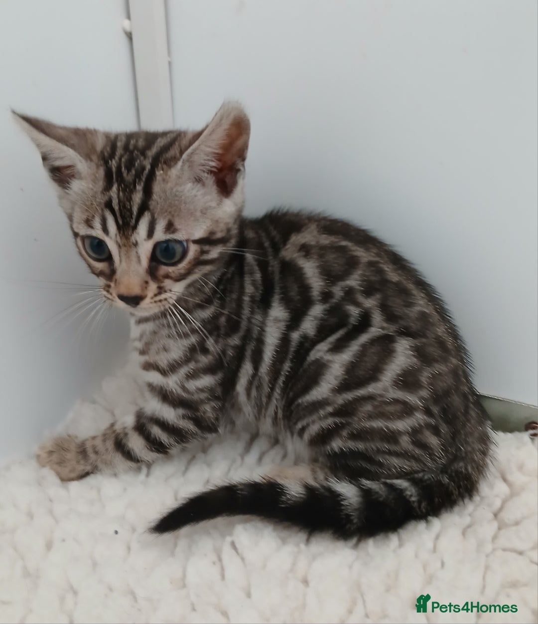 Bengal cats for sale: Stunning Bengal kittens - Image 9