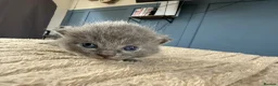 Mixed Breed cats for sale: Ragdolls mixed  - Advert 19