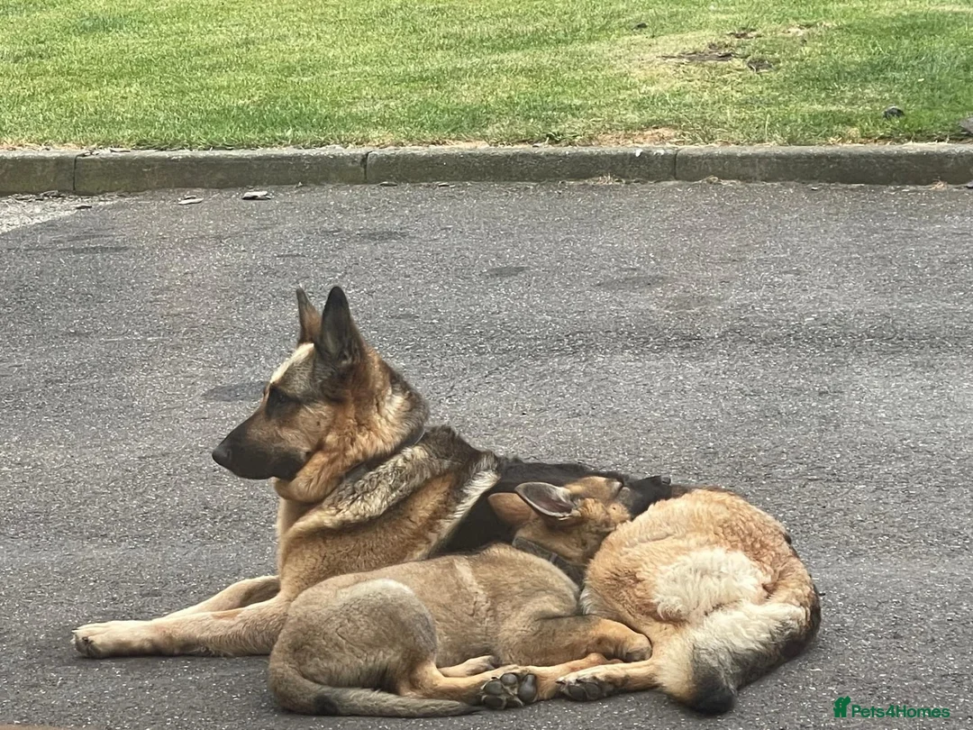 German Shepherd dogs for sale: Female German Shepherd  - Advert 9