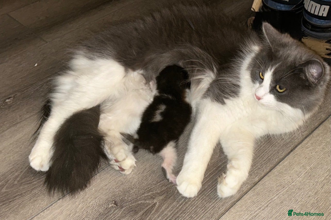 Mixed Breed cats Mother & Son  - Advert 2