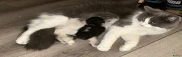 Mixed Breed cats for sale: Mother & Son  in Newcastle - Advert 1