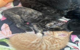 Mixed Breed cats for sale: Only 1 black male available - Image 8
