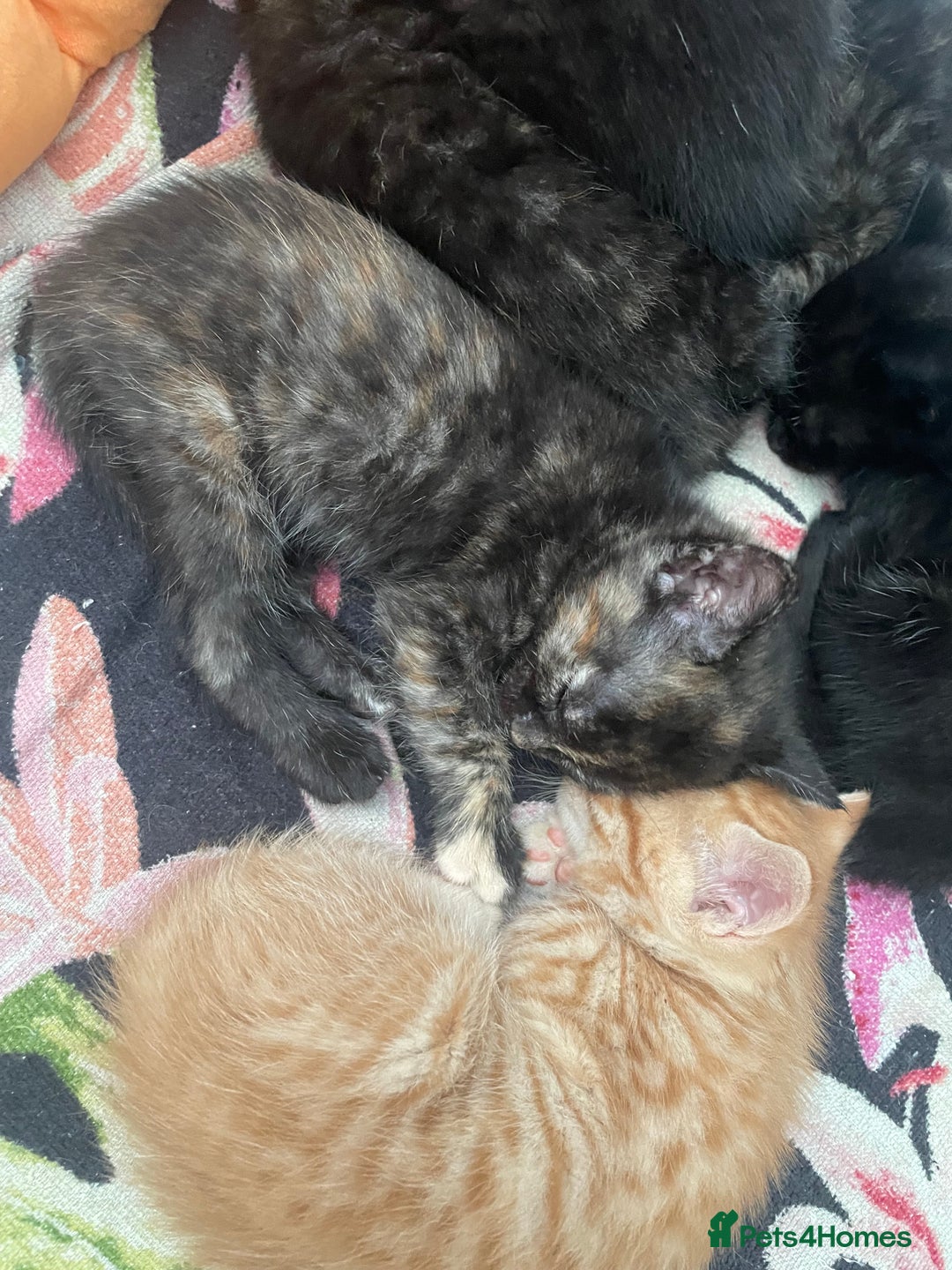 Mixed Breed cats for sale: Only 1 black male available - Image 8