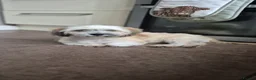 Mixed Breed dogs for adoption: ALBI 5kg small breed male.  - Advert 4