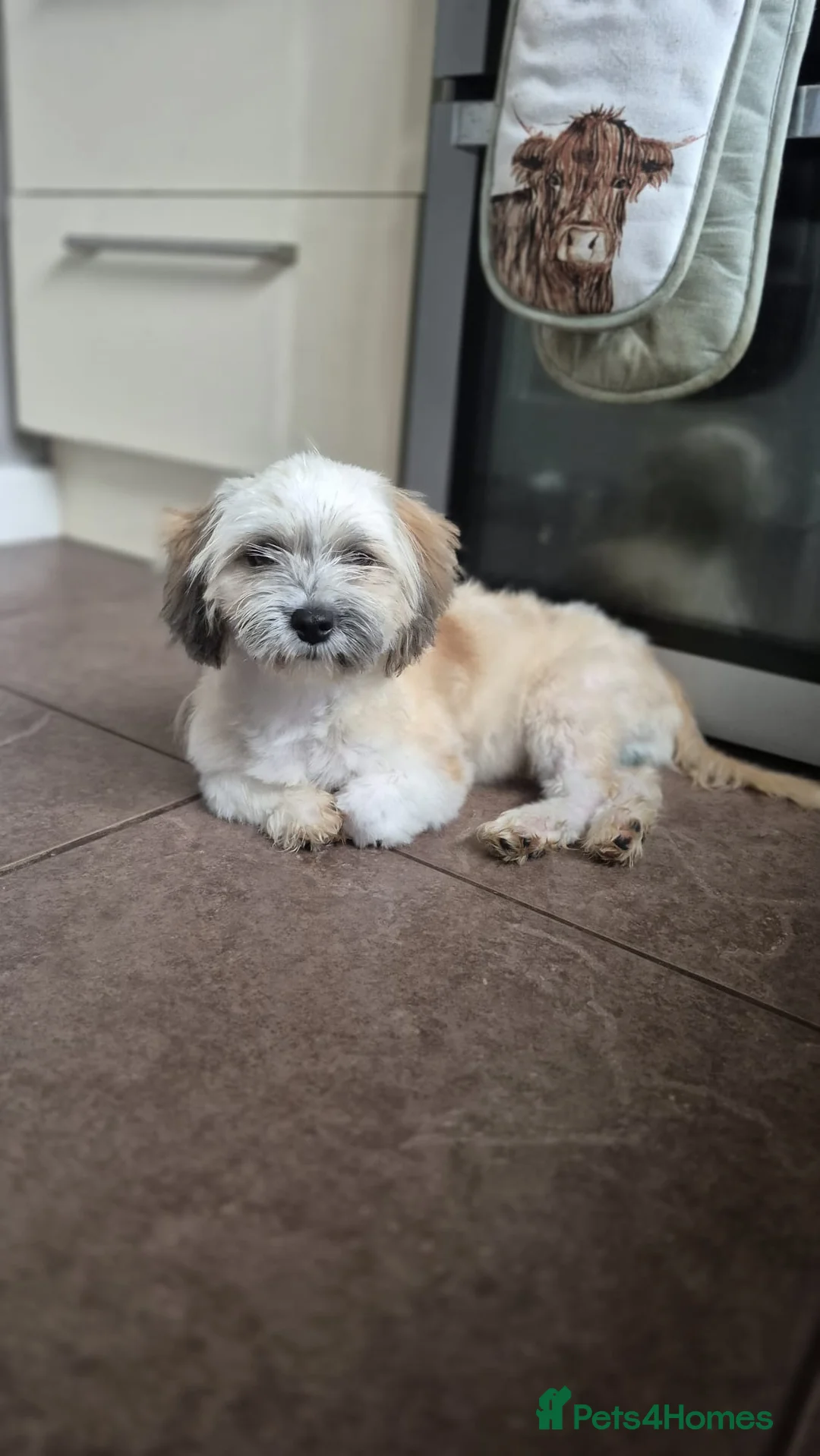 Mixed Breed dogs for adoption: ALBI 5kg small breed male.  - Advert 4