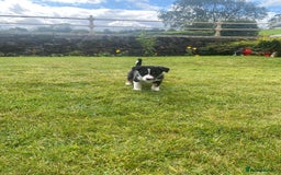 Border Collie dogs for sale: 6 border collie puppies  - Image 10