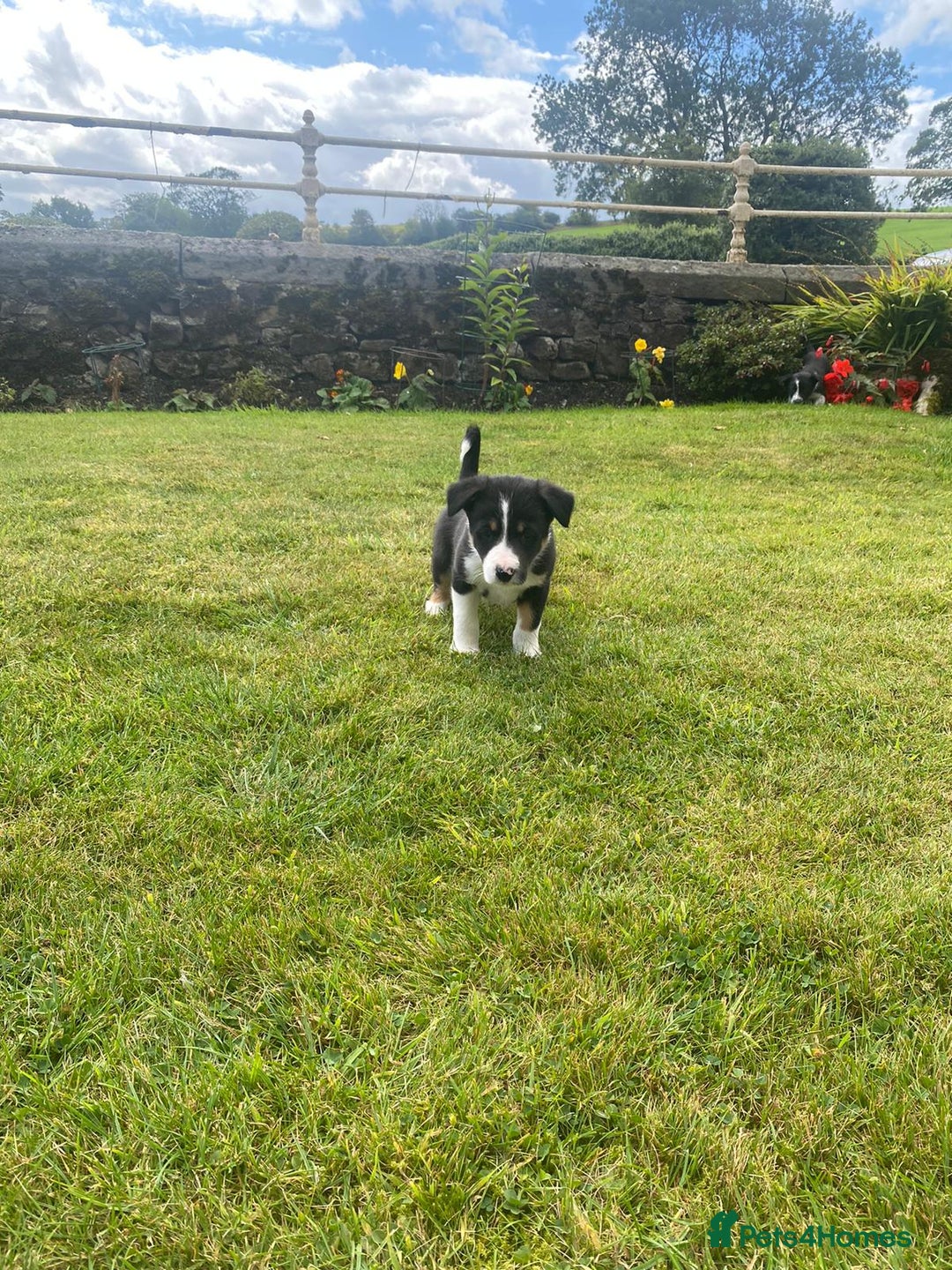 Border Collie dogs for sale: 6 border collie puppies  - Image 10