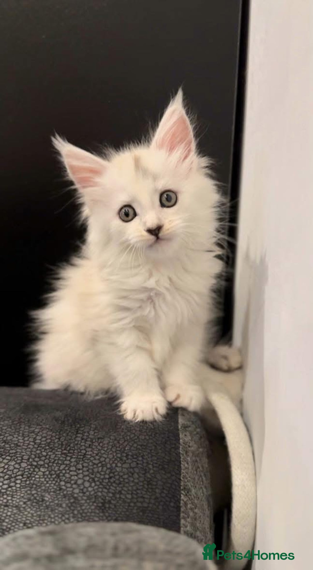 Maine Coon cats for sale: Gorgeous Blue Shaded Maine Coons  - Image 6