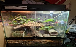 Gecko reptiles for sale: Two crested gecko girls with their terrarium  - Image 2